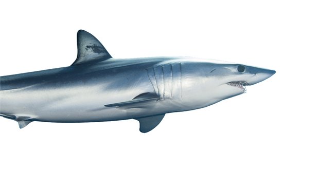 Dokonalý stroj na smrt: Žralok je největší a nejstrašnější