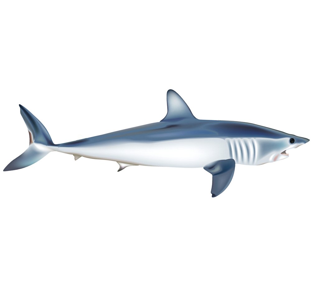 Žralok mako – nejrychlejší druh žraloka a nový předobraz megalodona