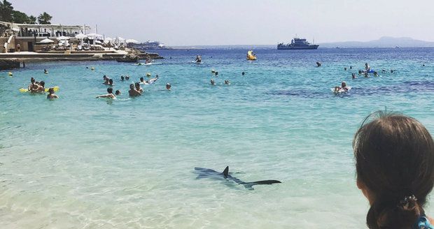 Panika na dovolené: K pláži na Mallorce znovu připlul žralok, zranil turistu