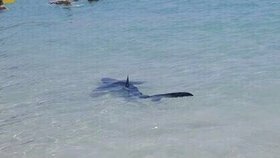 Žralok na pláži na Mallorce.