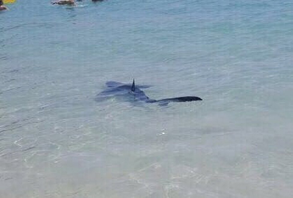 Žralok na pláži na Mallorce