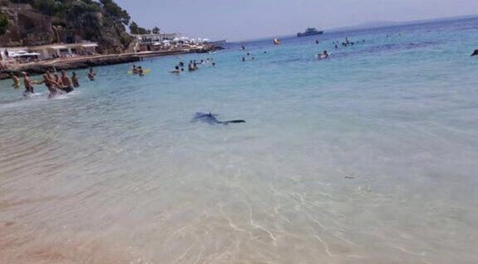 Žralok na pláži na Mallorce.
