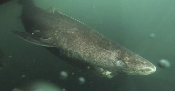 Žralok malohlavý neboli grónský