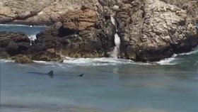 2,5 metru dlouhý žralok vyděsil turisty na pláži na ostrově Menorca