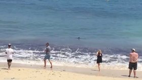 2,5 metru dlouhý žralok vyděsil turisty na pláži na ostrově Menorca.