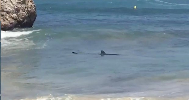 Panika na oblíbené pláži Čechů: 2,5metrový žralok děsil turisty několik hodin