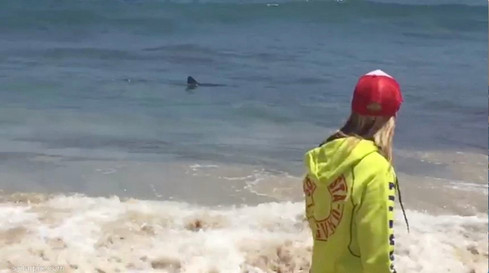 2,5 metru dlouhý žralok vyděsil turisty na pláži na ostrově Menorca.