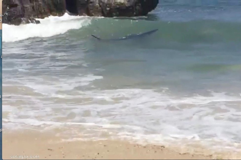 2,5 metru dlouhý žralok vyděsil turisty na pláži na ostrově Menorca.