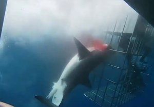 Další smrtelný útok žraloka: Predátor zabil mladého surfaře (ilustrační foto)