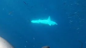 Hrůzostrašná podívaná: Obří žralok napadl potápěče v kleci a zasekl se v mřížích! Pětadvacet minut bojoval o život