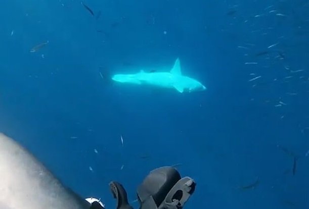 Hrůzostrašná podívaná: Obří žralok napadl potápěče v kleci a zasekl se v mřížích! Pětadvacet minut bojoval o život.