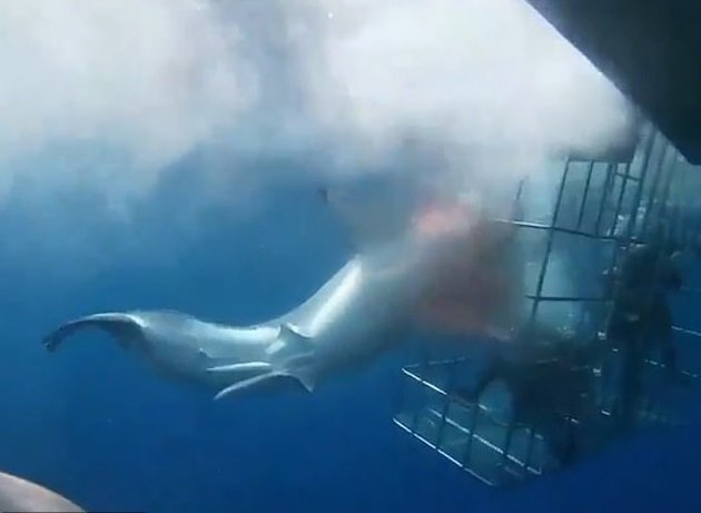 Hrůzostrašná podívaná: Obří žralok napadl potápěče v kleci a zasekl se v mřížích! Pětadvacet minut bojoval o život