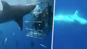 Žralok zaútočil na potápěče v kleci. Zaklínil se v mříži a zlomil si vaz.
