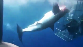 Žralok zaútočil na potápěče v kleci. Zaklínil se v mříži a zlomil si vaz.