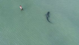 Žralok v Miami kličkoval mezi plavci. Ti si ho nevšimli