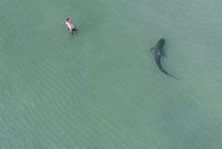 Děsivé video: Žralok kličkoval mezi plavci. Někteří si ho vůbec nevšimli