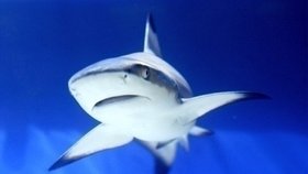 Žralok bílý, obávaný dravec oceánů