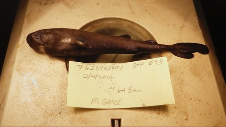 American Pocket Shark, kterého objevil biolog Mark Grace