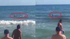 Na španělskou pláž se zatoulal téměř třímetrový žralok.