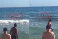 Čelisti a křik na španělské pláži. K turistům připlaval 2,5metrový žralok