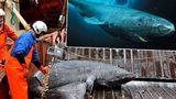 Vědci objevili unikátního žraloka: Je mu 392 let!