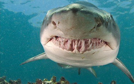 Žralok tygří není co se potravy týká náročný. V dospělosti napadá i velryby – keporkaky či plejtváky obrovské.