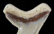 Zuby žraloka tygřího ve tvaru zalomených trojúhelníků prokousnou bez problémů i želví krunýř.