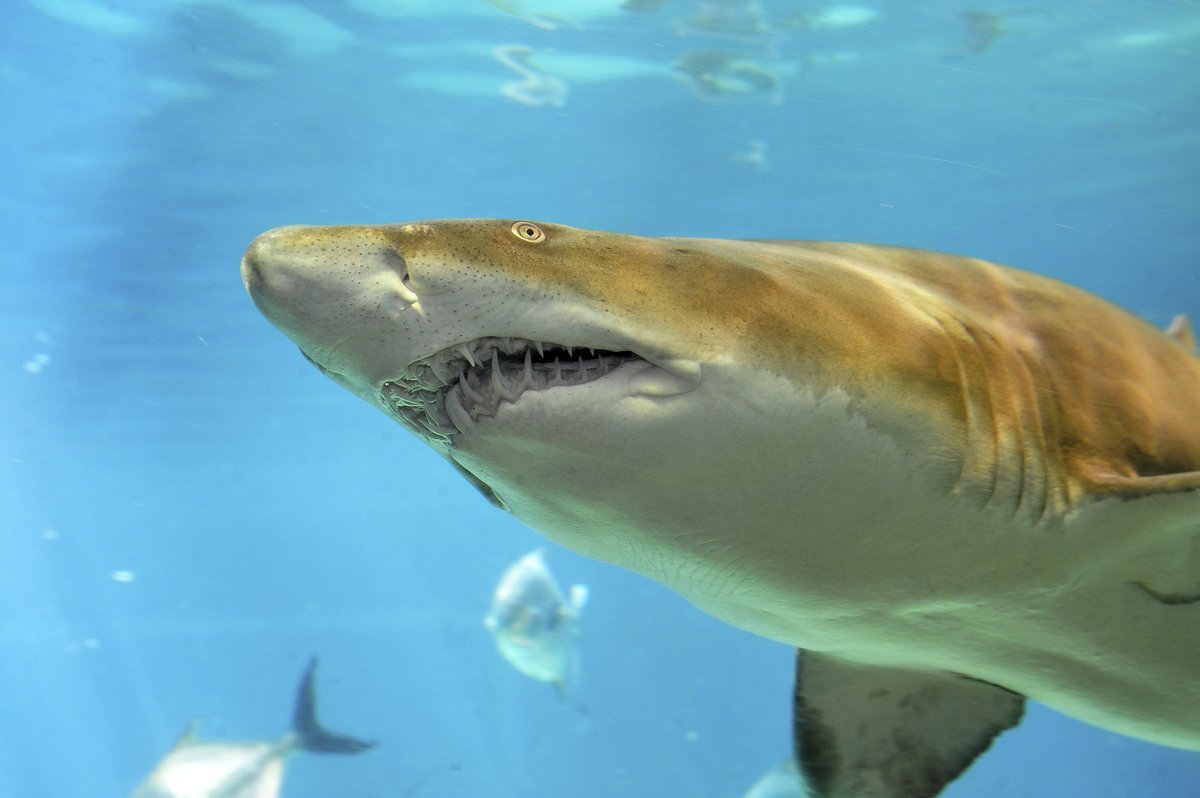Než na člověka zaútočí, může na obrázcích působit žralok tygří až nevinným dojmem. Oproti bílému je sice větší, ale štíhlejší.