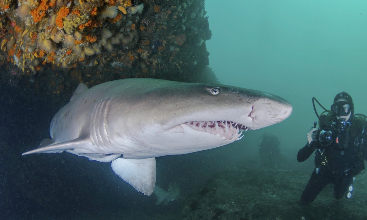 Než na člověka zaútočí, může na obrázcích působit žralok tygří až nevinným dojmem. Oproti bílému je sice větší, ale štíhlejší.