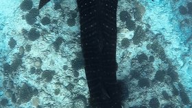 Žralok vouskatý má zpravidla klidnou povahu, pokud je ale vyprovokován, může zaútočit.