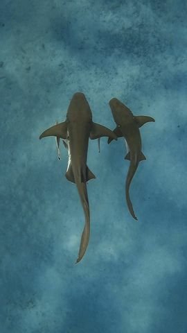 Žralok vouskatý má zpravidla klidnou povahu, pokud je ale vyprovokován, může zaútočit.