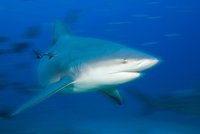 Muže u Austrálie zabil žralok. Fanning, který minulý týden útok přežil, už opět surfuje