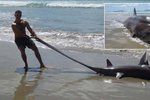 Martin Stehlík našel na novozélandské pláži vzácného žraloka.