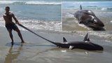 Čech na dovolené našel monstrum z hlubin: Ze vzácného žraloka jde strach