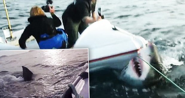 Filmaři chtěli dát žralokovi na ploutev kameru: Málem je rozkousal i se člunem!