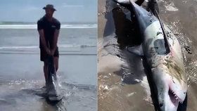 Záchrana lidožravého žraloka: Muž si všiml predátora zamotaného do lana a odtáhl ho do moře.