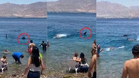 Obrovský žralok pěkně vyděsil plavce ve vodě i lidi na břehu. Trojhranná ploutev nad hladinou ale naštěstí patřila mírumilovnému žraloku velrybímu.