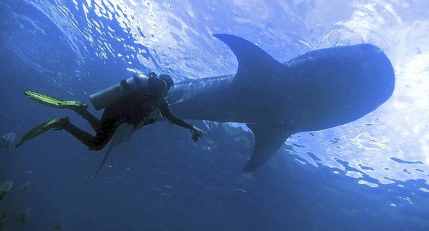 Žralok není ryba: Jak se měří obři