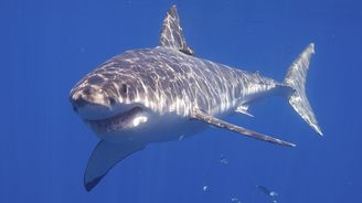 Útoky žraloků byly v loňském roce rekordní. Roli hraje i globální oteplování