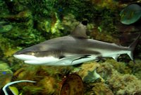 Olomoucká zoo smutní: Stařičká žraločice (†24) odplula v tichosti do nebe