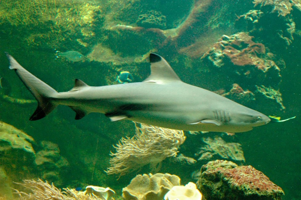 Žraločí babička z olomoucké zoo odplula v noci na včerejšek do nebe.