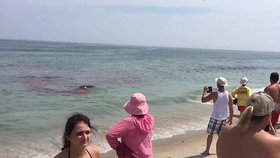 Útok žraloka u pláže v americkém Orleansu