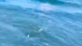 Policista mimo službu zachránil chlapce před žralokem na pláži Cocoa Beach.