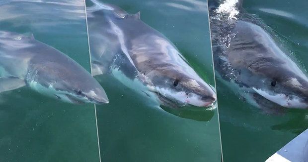 Vyděšení rybáři natočili velkého bílého žraloka: Monstrum na ně náhle zaútočilo!