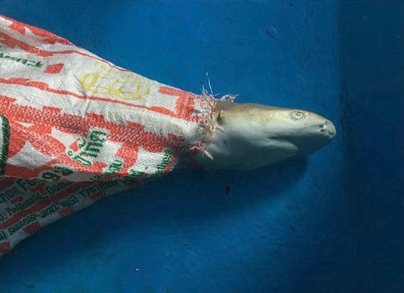 Mládě žraloka se v thajské zátoce Maja zamotalo do plastového pytlíku a zemřelo