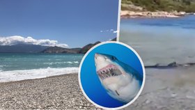 Šok na Chorvatské pláži: Dvoumetrový žralok plaval přímo u pobřeží Korčuly!