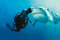 Francouzku zabil žralok, na kterého se do moře skočila podívat
