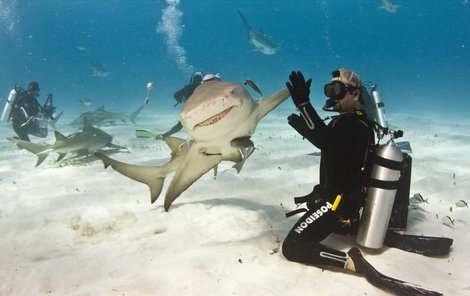 „Nazdar, kámo!“. Žralok se s potápěčem zdravil, jako by se znali léta.