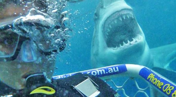 V australském Port Lincoln se turisté mohou v kleci potopit ke žralokům (ilustrační foto).