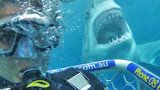 Egypt, Kanáry, Španělsko: Žraloci útočí i v dovolenkových rájích Čechů